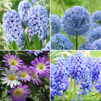 50x Bulbes de fleurs - Mélange 'Blue Collection' bleu - Arbustes à papillons et plantes mellifères