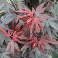 Érable du Japon Acer 'Skeeter' rouge-vert-orangé - Caractéristiques des plantes