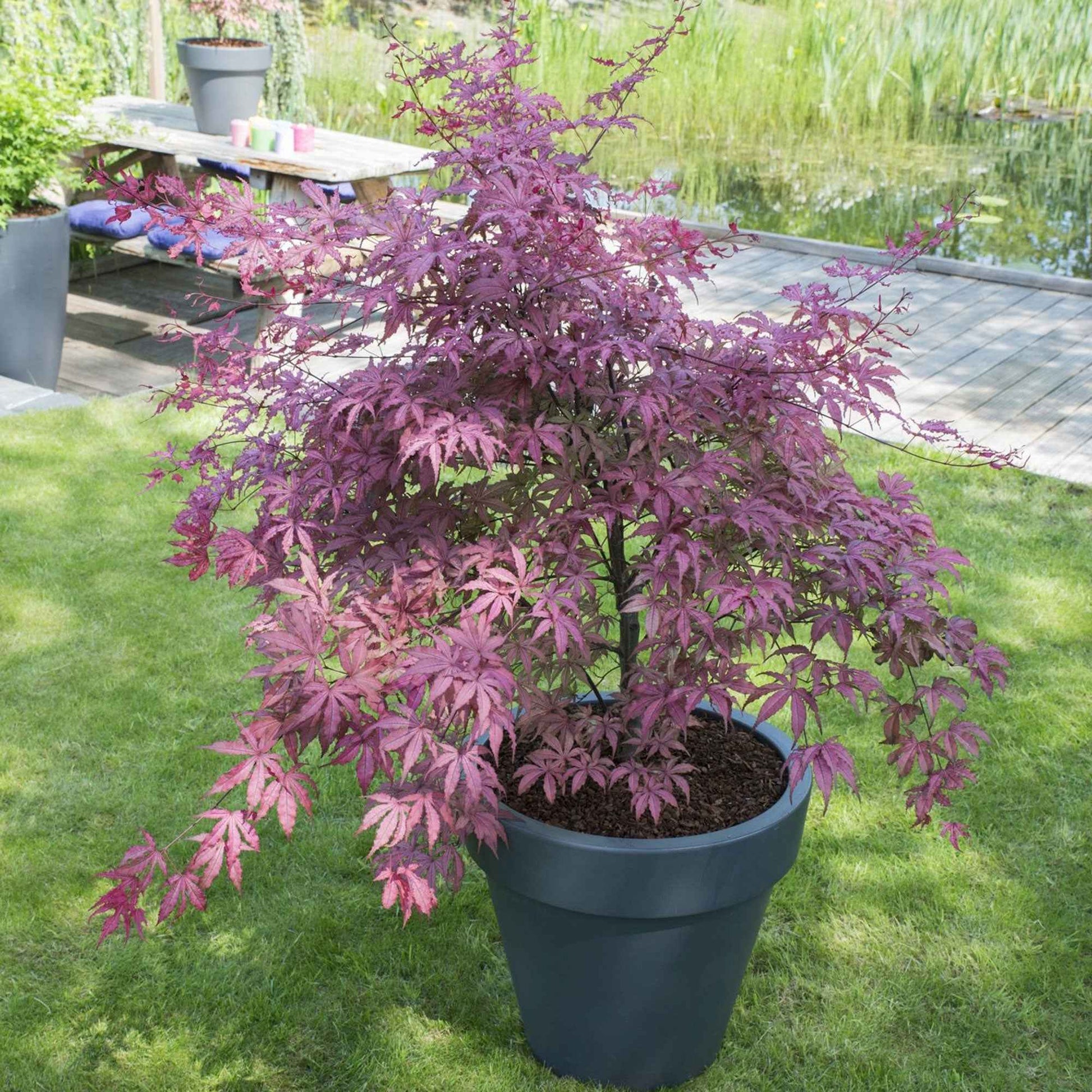 Érable du Japon Acer 'Amagi Shigure' rose-violet-mélange de couleurs - Arbustes