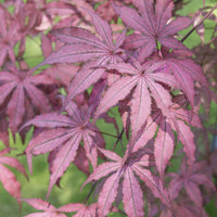 Érable du Japon Acer 'Amagi Shigure' rose-violet-mélange de couleurs - Caractéristiques des plantes