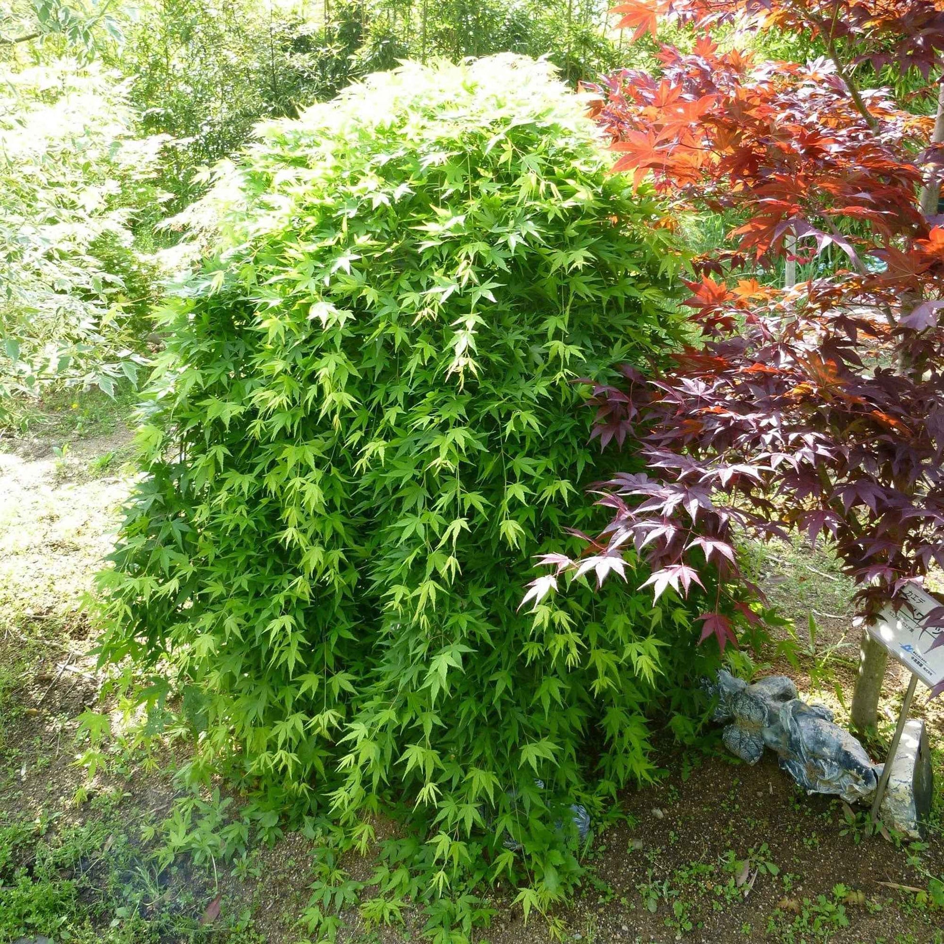 Érable du Japon Acer 'Ryusen' orangé-vert - Arbustes fleuris