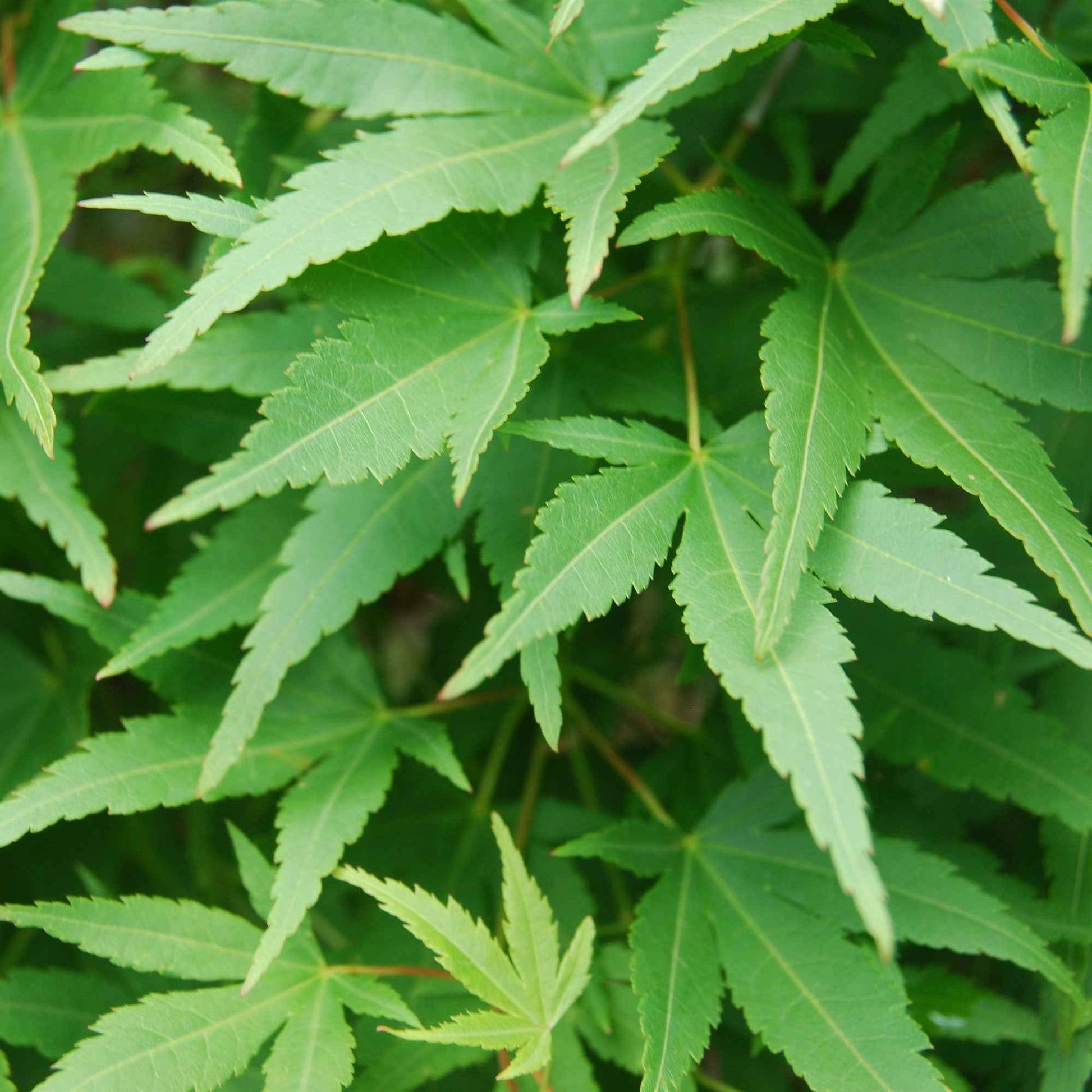 Érable du Japon Acer 'Ryusen' orangé-vert - Caractéristiques des plantes