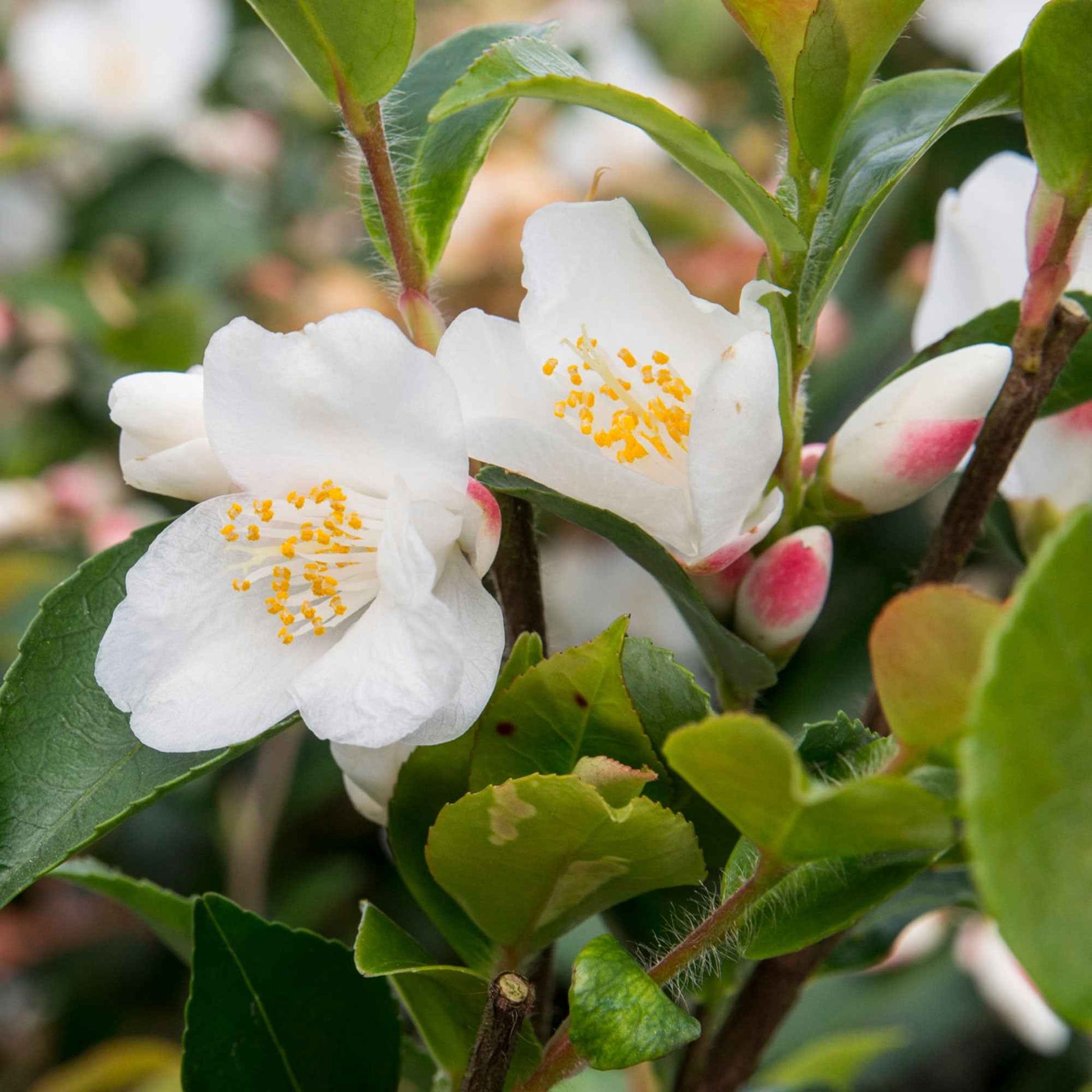 Rose du Japon Camellia 'Beauty Blush' blanc - Arbustes fleuris