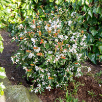Rose du Japon Camellia 'Beauty Blush' blanc - Arbustes de Balcon