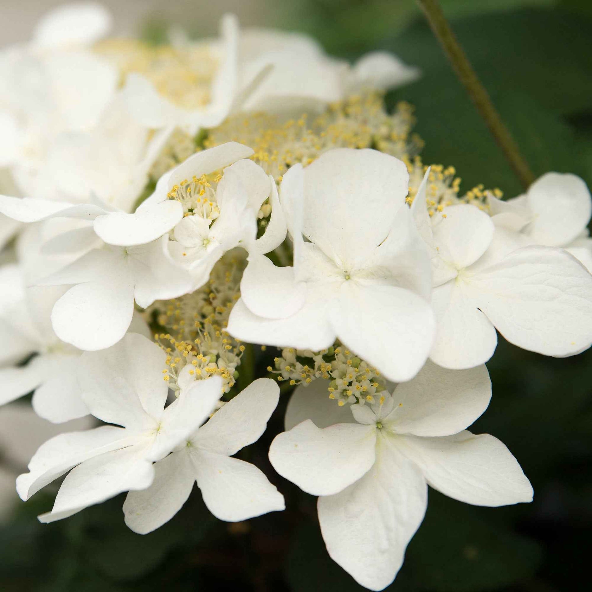 Viorne de Chine Viburnum 'Kilimandjaro Sunrise' rose-blanc - Arbustes à fleurs
