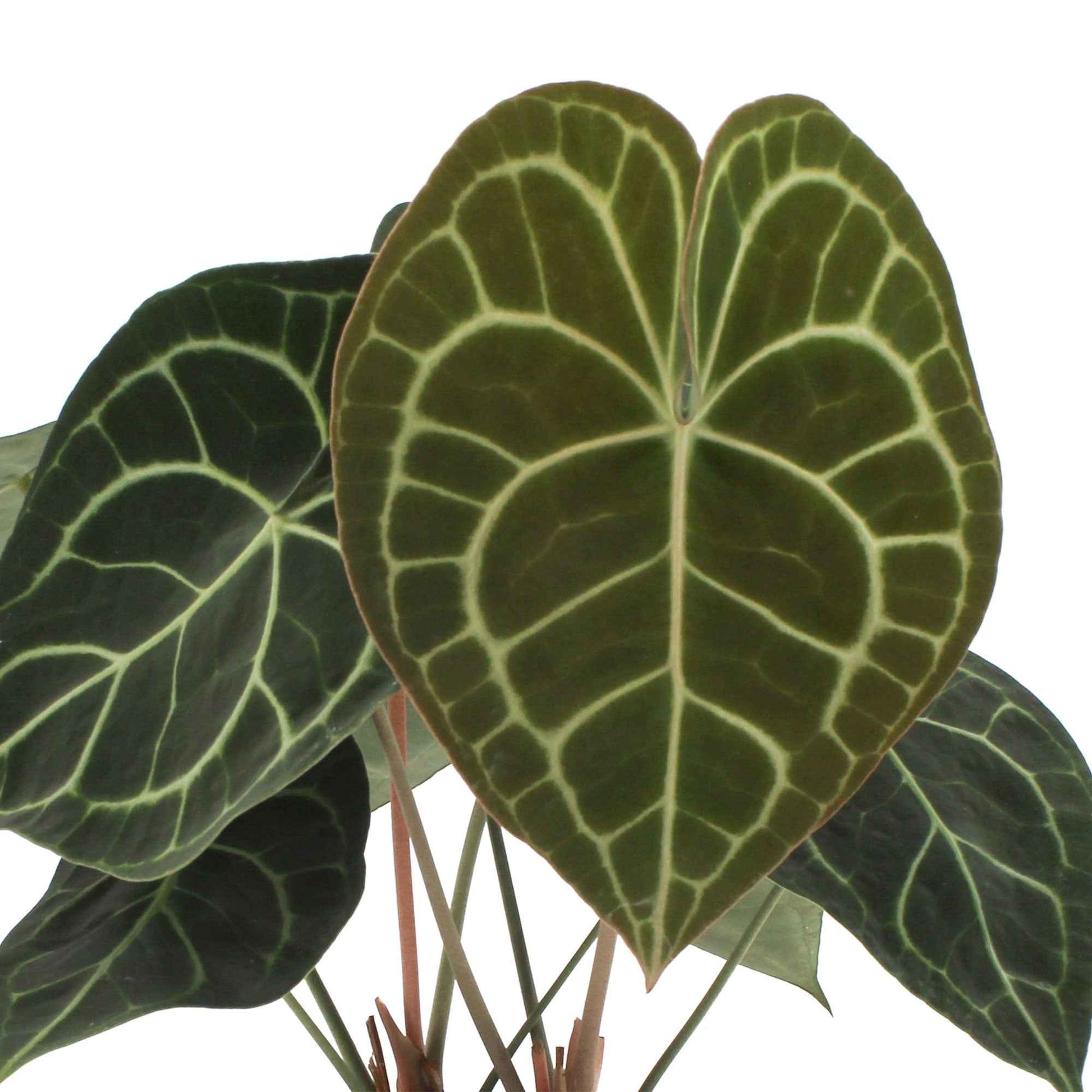 Anthurium clarinervium - Petites plantes d'intérieur