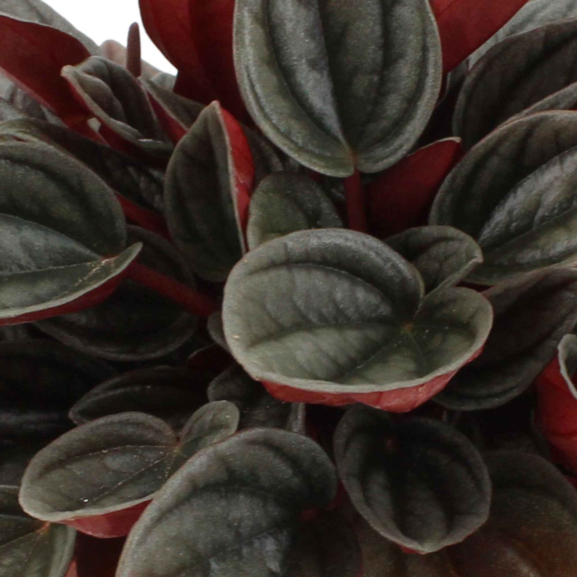 Peperomia santorini gris-rose - Petites plantes d'intérieur