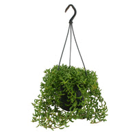 Plante à feuilles fines Senecio peregrinus vert avec pot suspendu en plastique  - Plante suspendue - Facile d’entretien