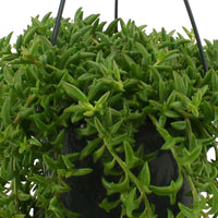 Plante à feuilles fines Senecio peregrinus vert avec pot suspendu en plastique  - Plante suspendue - Petites plantes d'intérieur