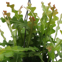 Cactus zigzag Epiphyllum anguliger avec pot suspendu en plastique  - Plante suspendue - Facile d’entretien