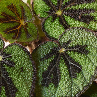 Bégonia Begonia masoniana - Plantes d'intérieur