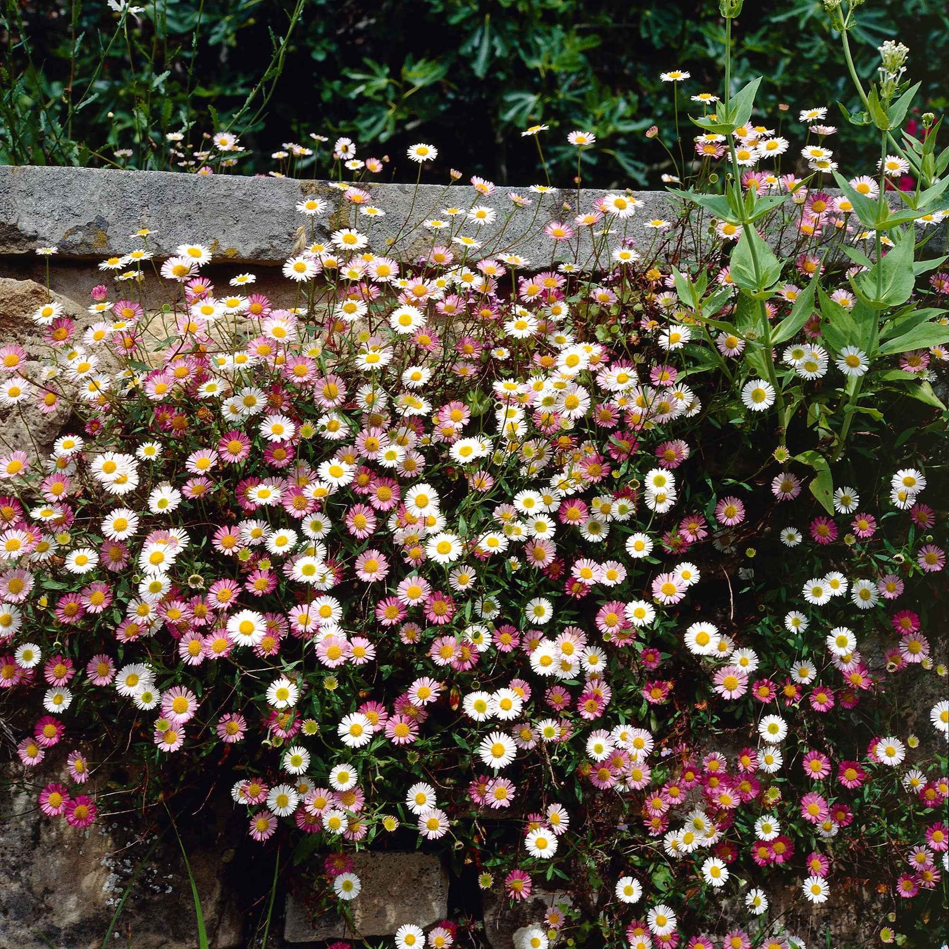 6-pack Vergerette Erigeron kavinskianus Rose-Blanc - Caractéristiques des plantes