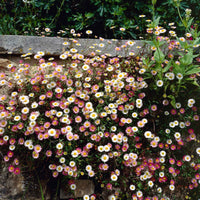 6-pack Vergerette Erigeron kavinskianus Rose-Blanc - Plantes de bordure