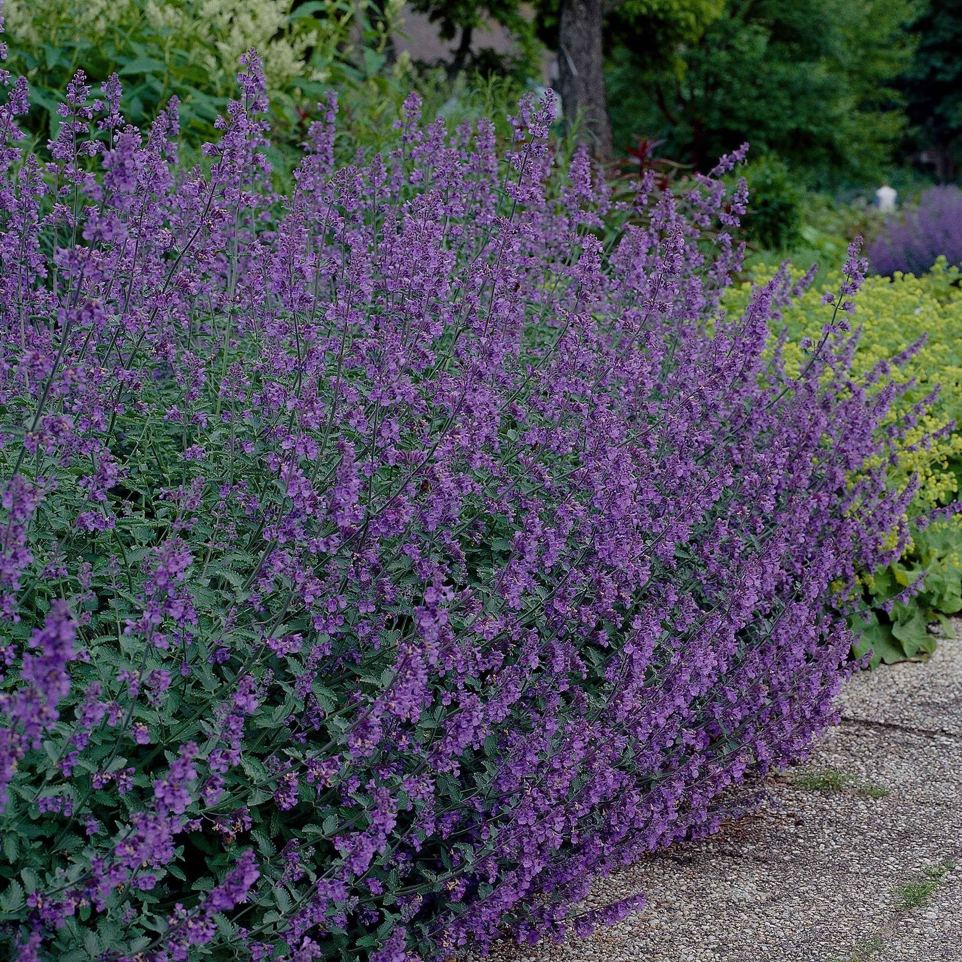 6-pack Herbe à chat Nepeta 'Walker's Low' Violet-Bleu - Plantes de bordure