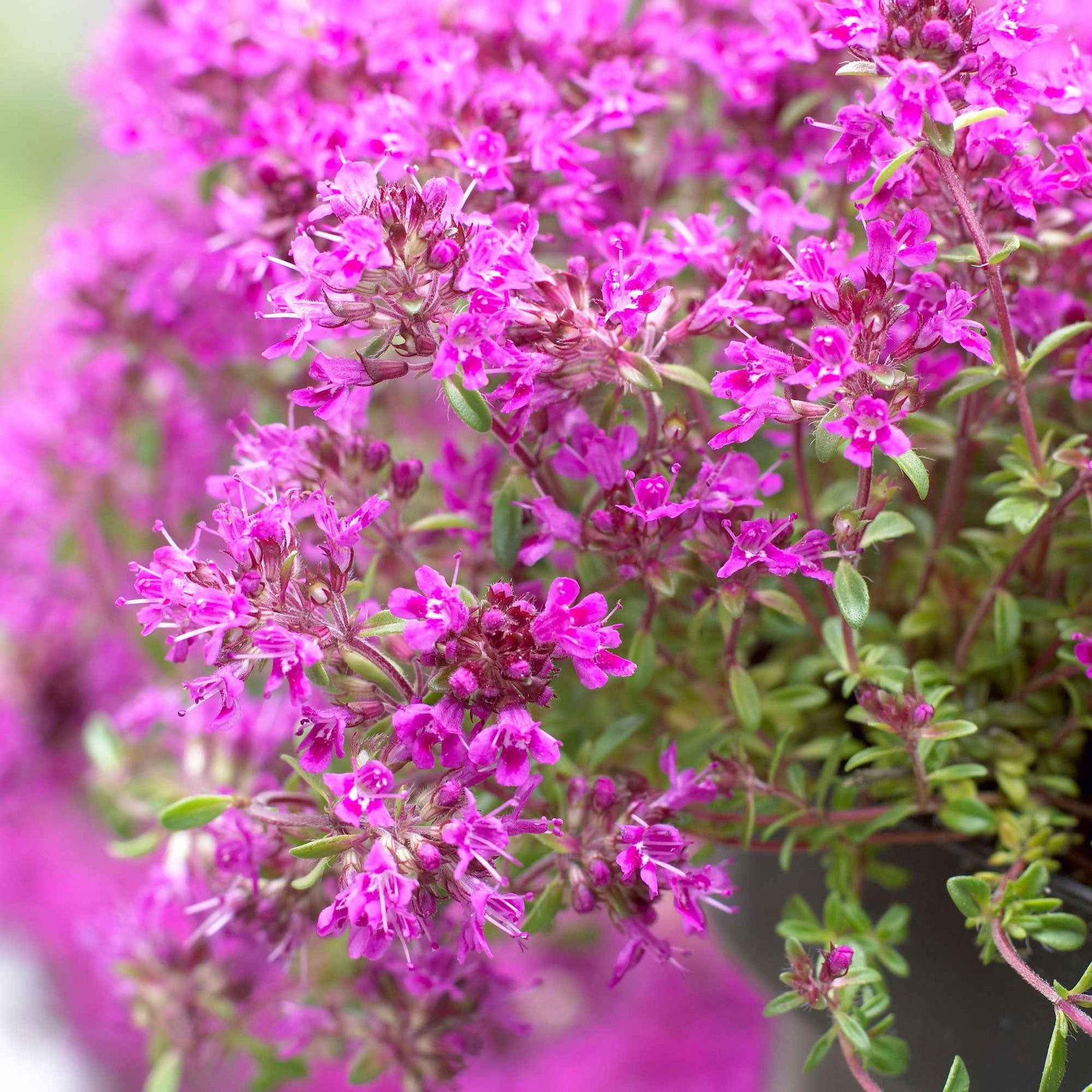 3 Thym précoce Purple Beauty - Thymus praecox purple beauty - Plantes d'extérieur