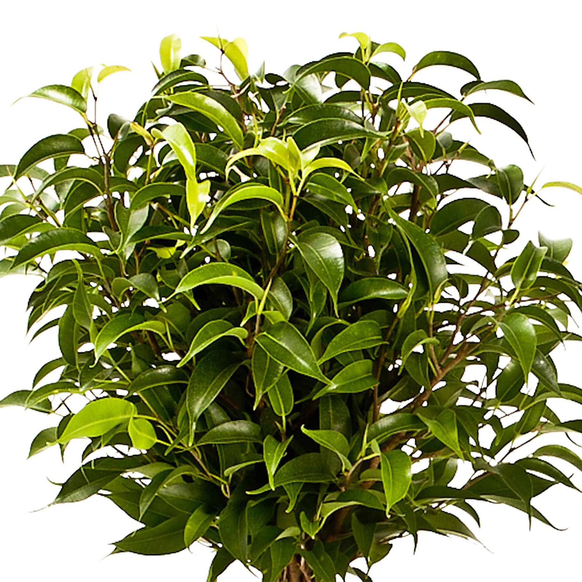 2x Figuier pleureur Ficus benjamina 'Natasja'  sur tige - Plantes d'intérieur