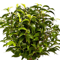 2x Figuier pleureur Ficus benjamina 'Natasja'  sur tige - Plantes d'intérieur : les tendances actuelles