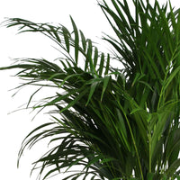 Palmier Aréca Dypsis lutescens XL vert Avec panier en osier - Idées cadeaux