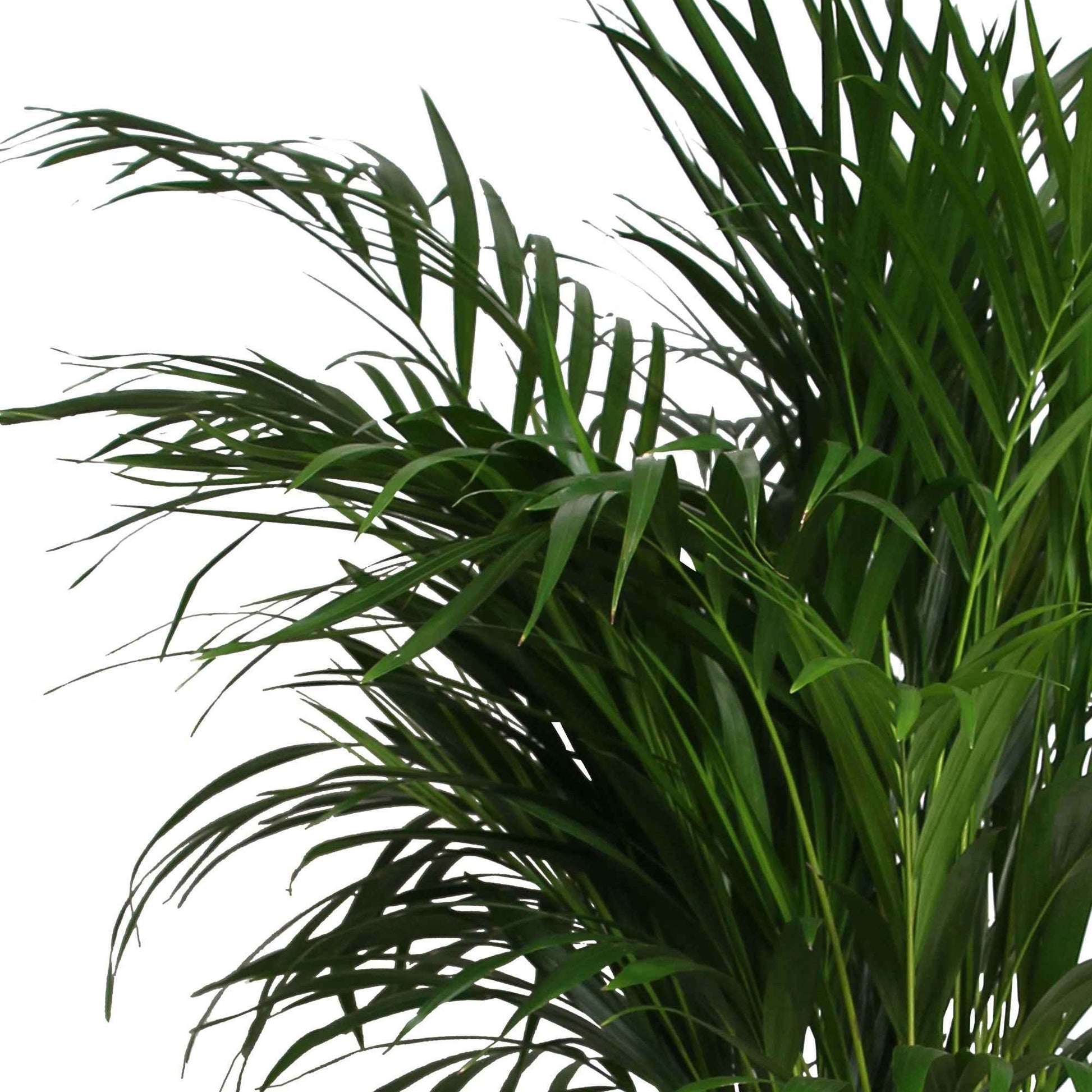 Palmier Aréca Dypsis lutescens XL vert Avec panier en osier - Idées cadeaux