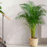 Palmier Aréca Dypsis lutescens XL vert Avec panier en osier - Ensembles de plantes d'intérieur
