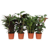 4x Calathea, Ctenanthe - Mélange Plantes purificatrices d'air - Plantes d'intérieur