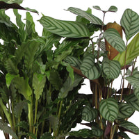 4x Calathea, Ctenanthe - Mélange Plantes purificatrices d'air - Ensembles de plantes d'intérieur