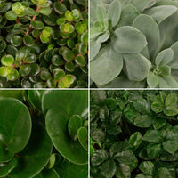4x Plantes vertes d'intérieur - Mélange 'Eden Collection' - Lots de plantes