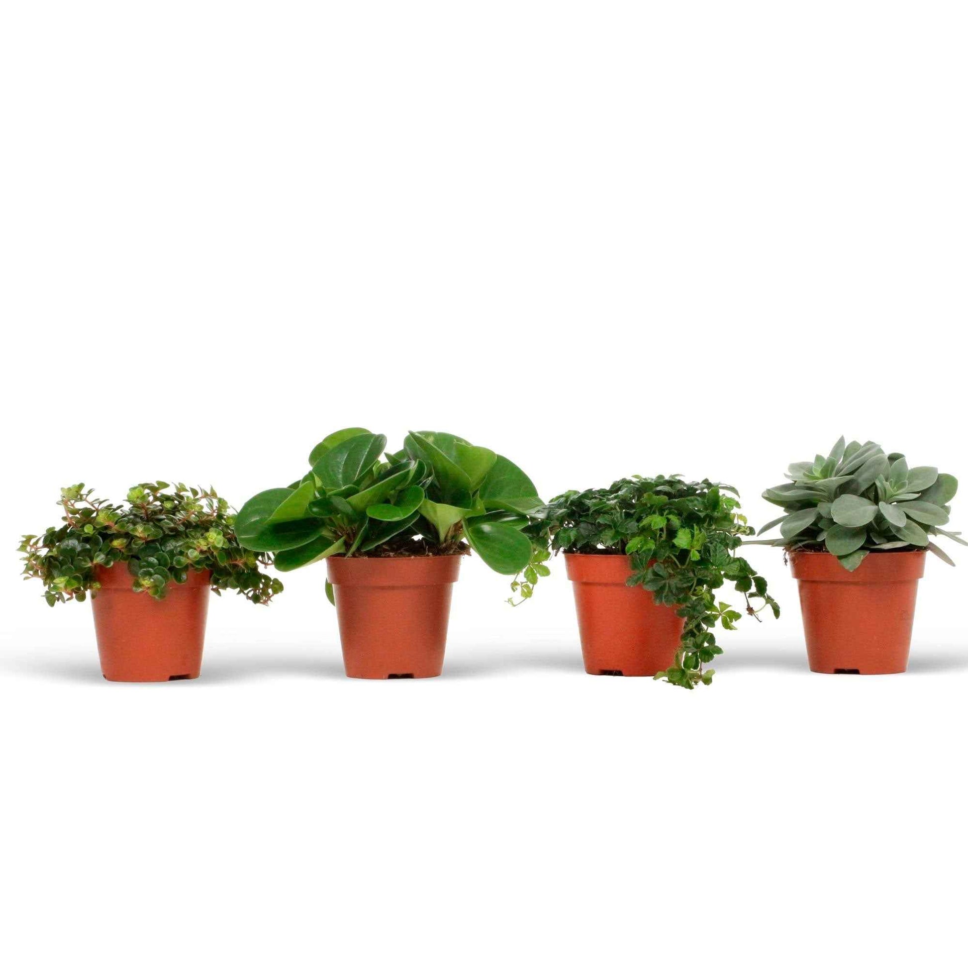 4x Plantes vertes d'intérieur - Mélange 'Eden Collection' - Ensembles de plantes d'intérieur