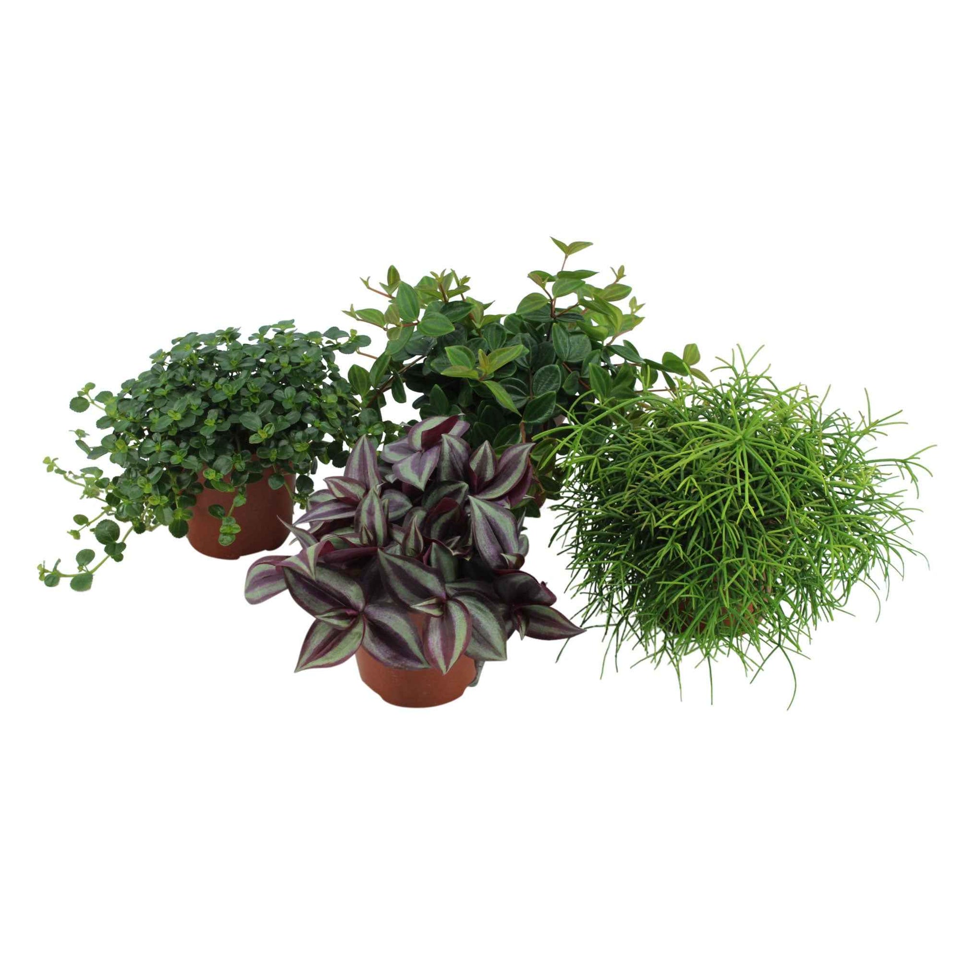 4x Plantes vertes d'intérieur - Mélange 'Hangende Groentjes' - Ensembles de plantes d'intérieur