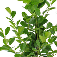 Figuier pleureur Ficus 'Moclame' XL - Plantes d'intérieur : les tendances actuelles