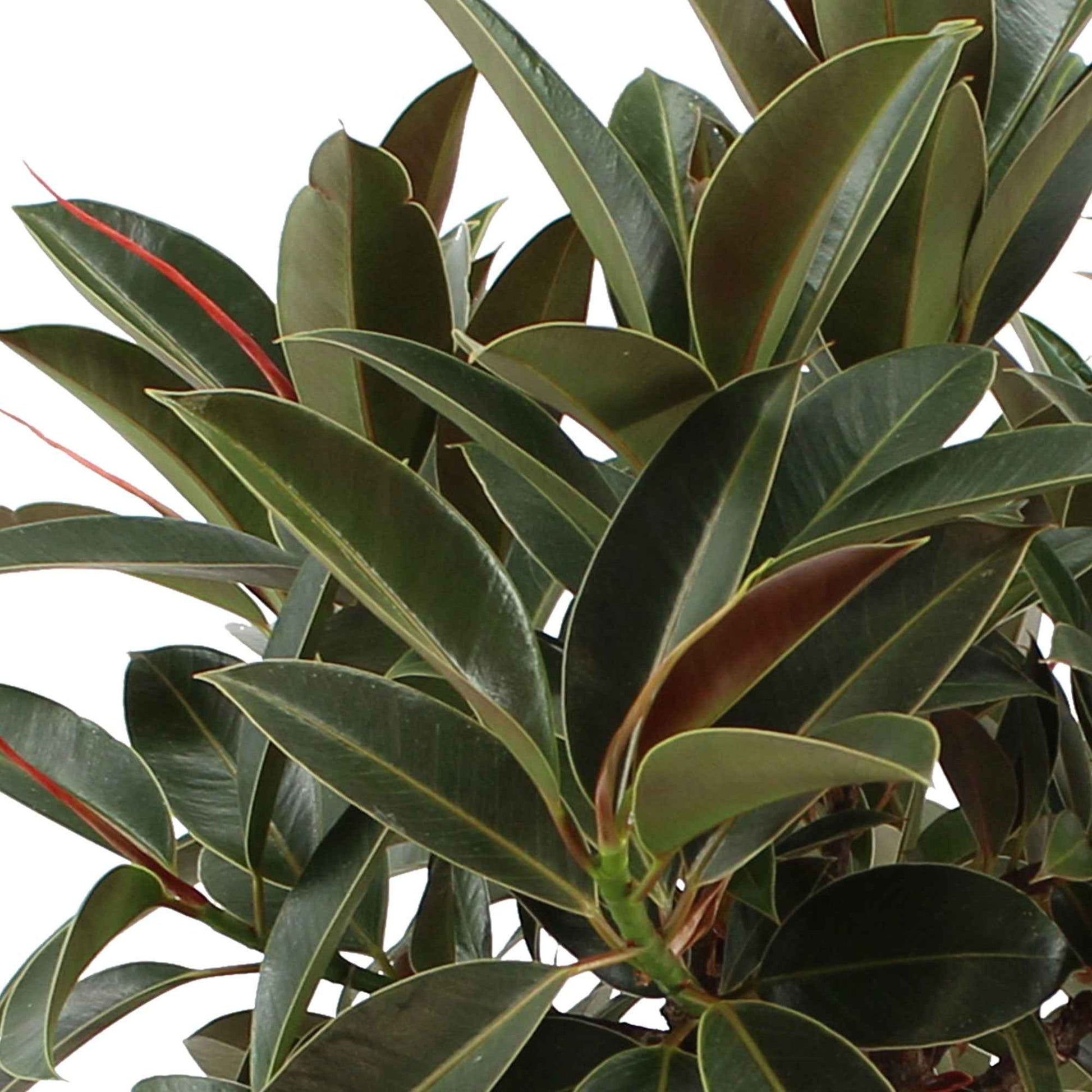 Arbre à caoutchouc Ficus elastica 'Petite Melany' - Plantes d'intérieur : les tendances actuelles