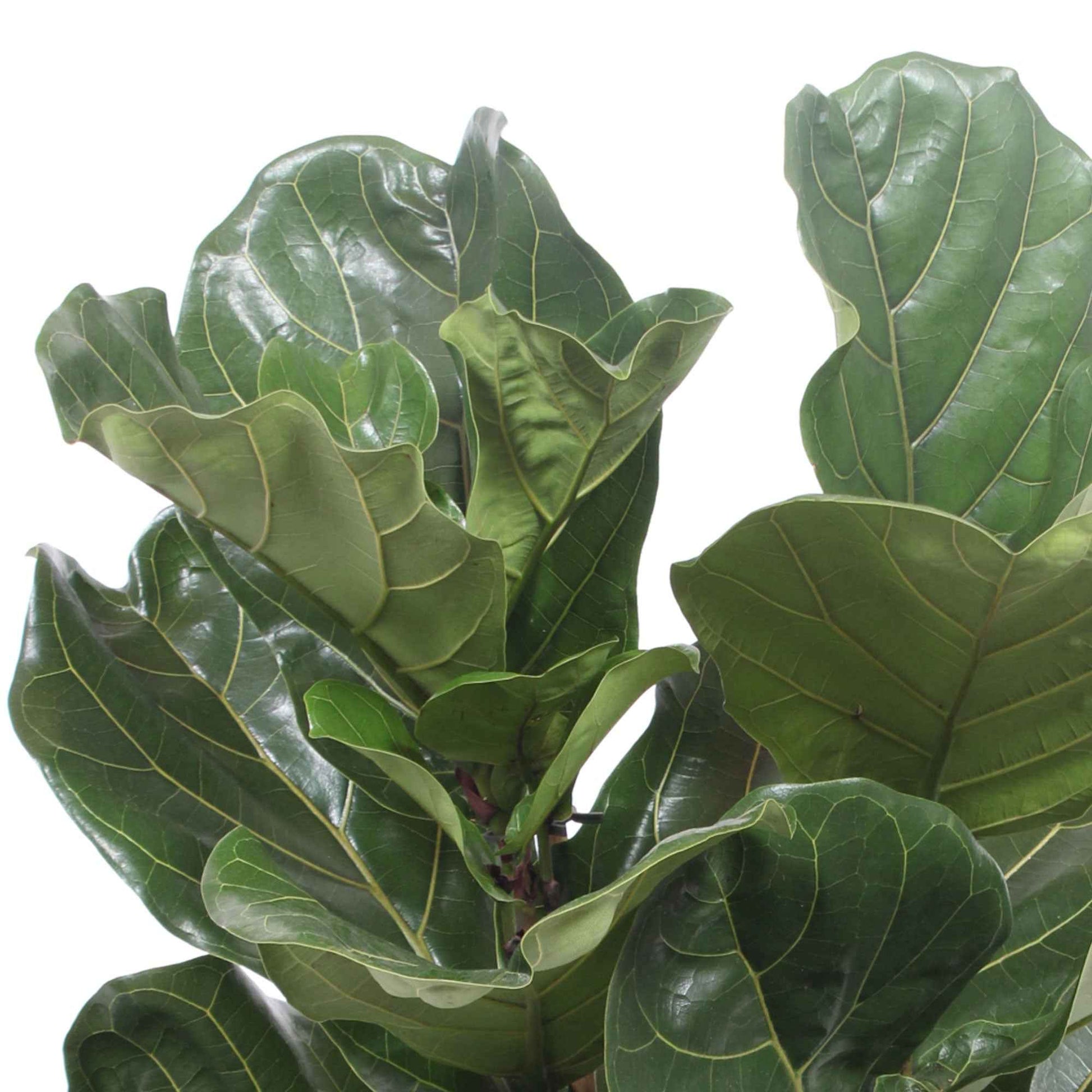 Figuier lyre Ficus lyrata 'Warb' - Grandes plantes d'intérieur