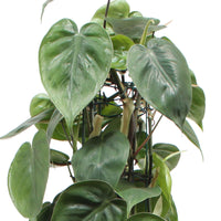 Philodendron scandens - Philodendron