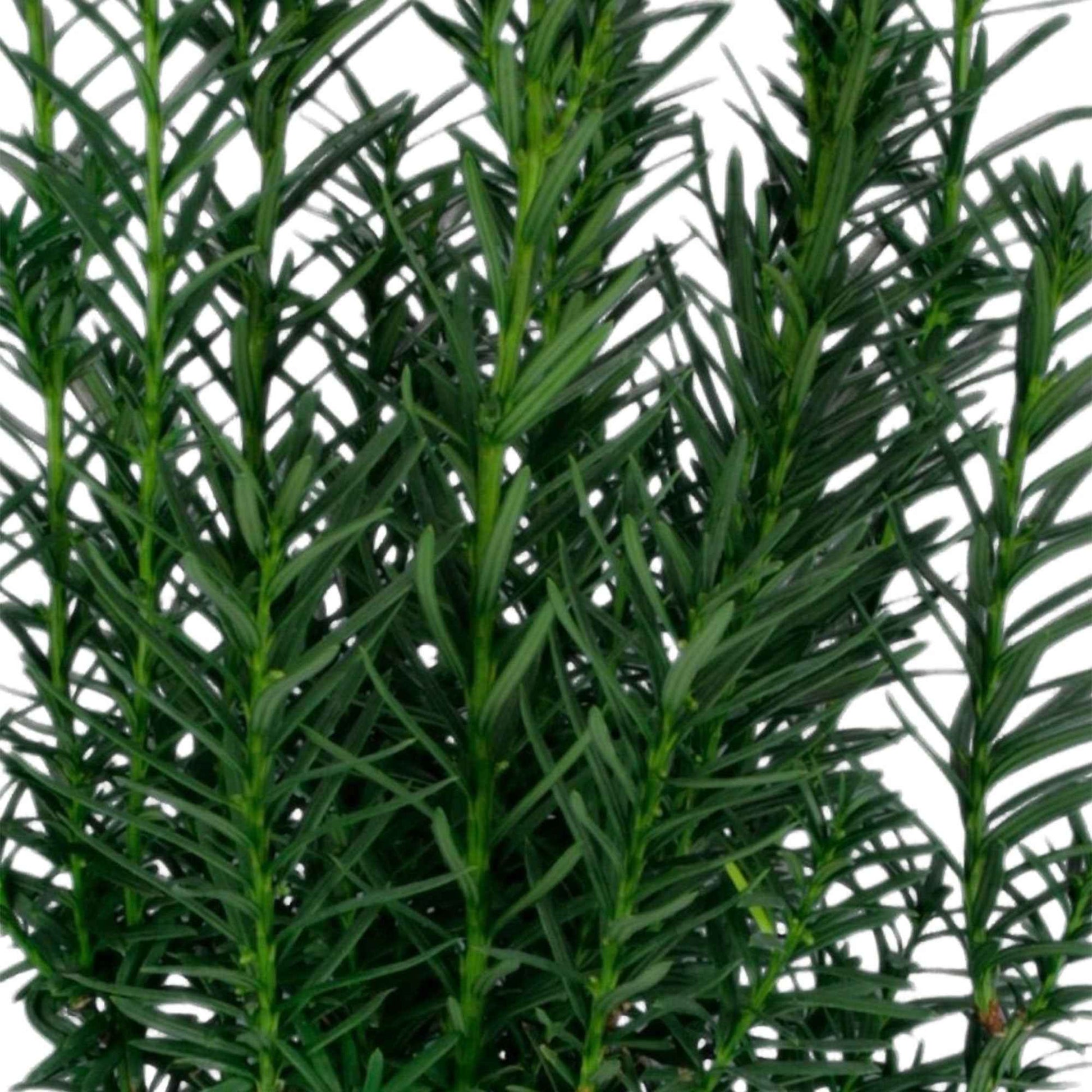 If commun Taxus 'Hicksii' vert - Arbustes à feuillage persistant