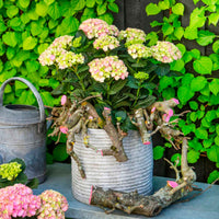 Hortensia paysan Hydrangea 'Jewel Pink' Rose-Vert - Arbustes