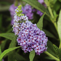 Arbre à papillons Buddleja 'Blue Sarah' bleu-violet - Arbustes fleuris