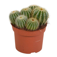 Cactus boule Eriocactus warasii - Cactus