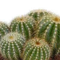 Cactus boule Eriocactus warasii - Facile d’entretien
