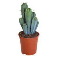 Cactus candélabre Myrtillocactus geometrizans - Petites plantes d'intérieur