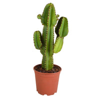 Cactus Euphorbia ingens - Petites plantes d'intérieur