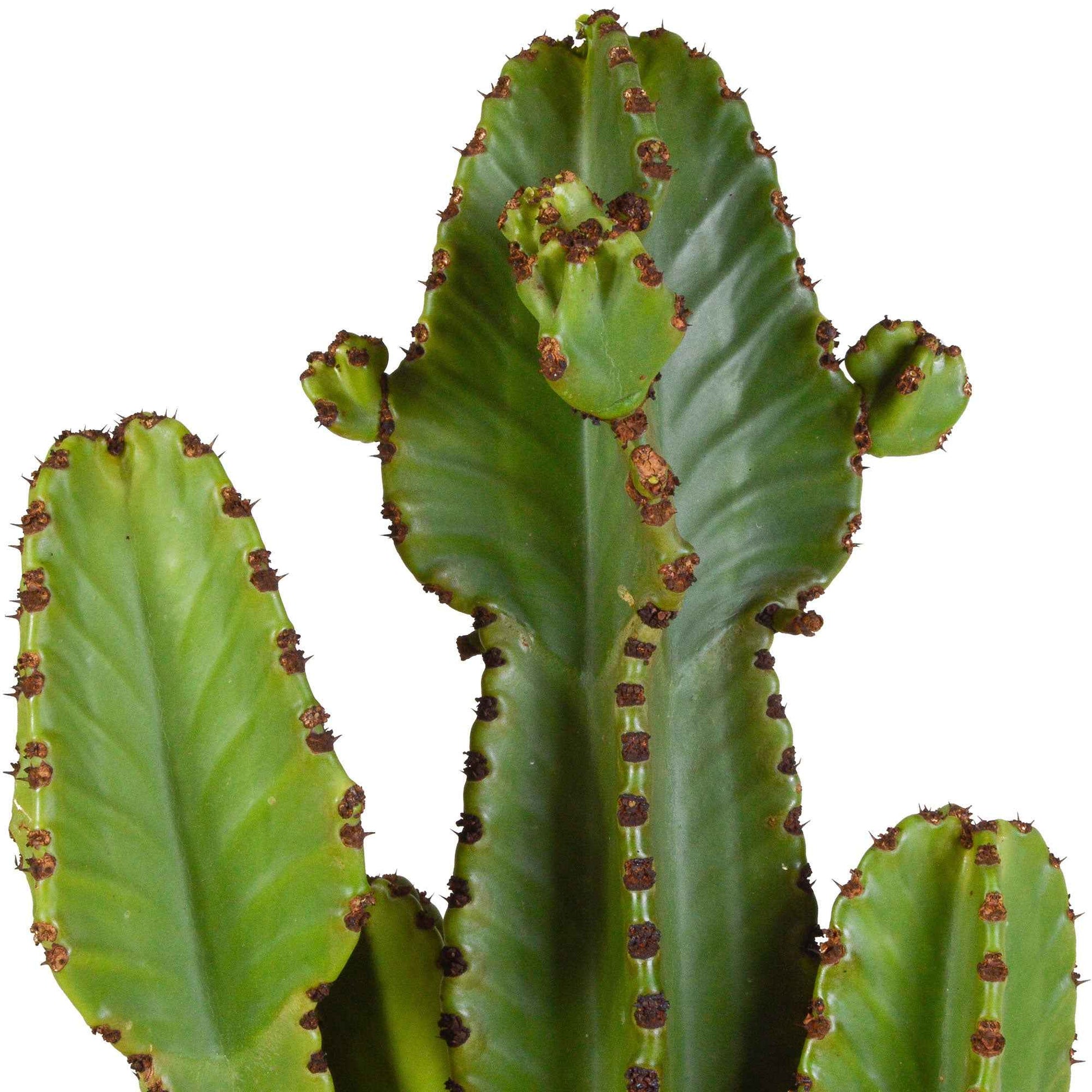 Cactus Euphorbia ingens - Facile d’entretien