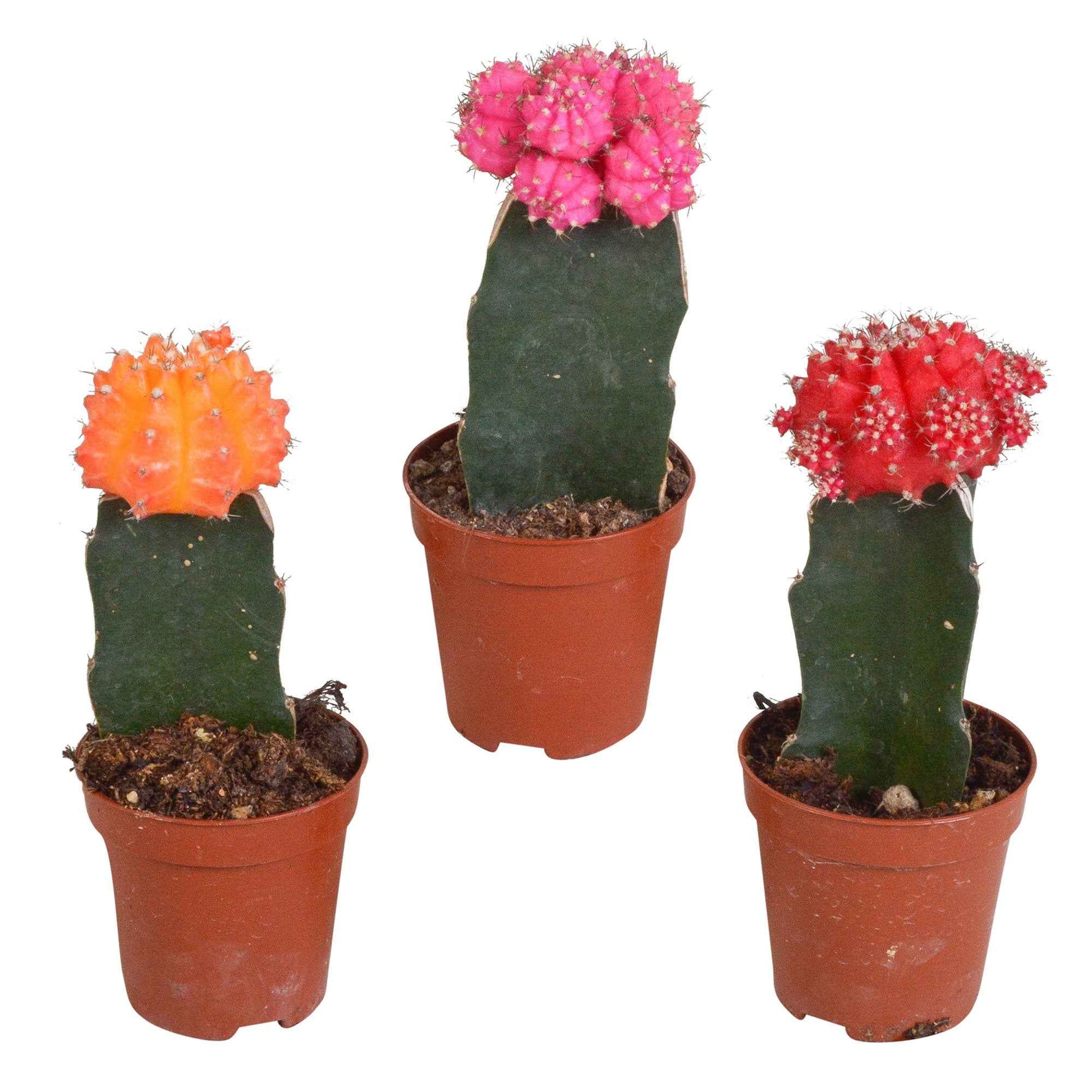 3 Cactus Gymnocalycium mihanovichii Rouge-Orangé-Rose - 3x hauteur de livraison 13-15 cm, pot de Diamètre 6 cm - Cactus - undefined