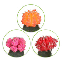3 Cactus Gymnocalycium mihanovichii Rouge-Orangé-Rose - Facile d’entretien