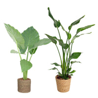 1x Alocasia macrorrhiza + 1x Strelitzia 'nicolai' incl. paniers bruns - Plantes d'intérieur
