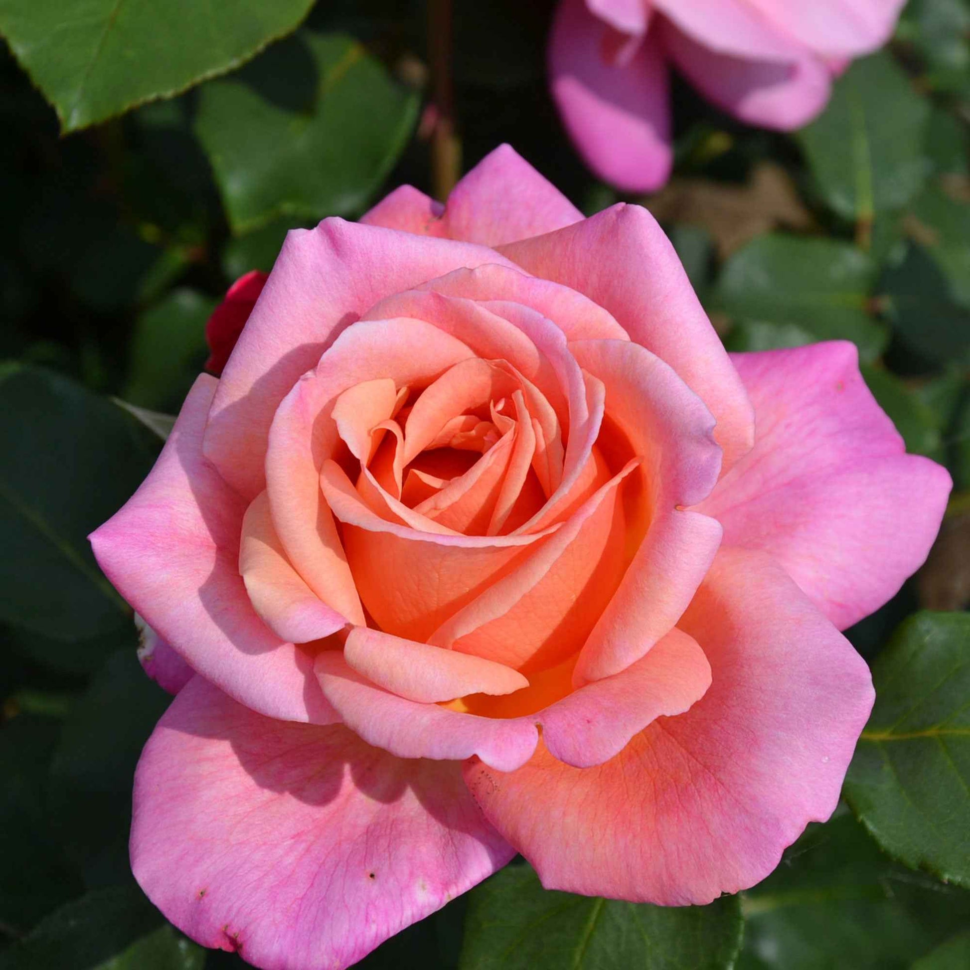Rosier à grandes fleurs Rosa 'Myveta'® Rose-Orangé  - Plants à racines nues - Arbustes
