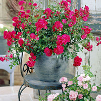 3x Rosier couvre-sol  Rosa 'Fairy Dance'® Rouge  - Plants à racines nues - Arbustes