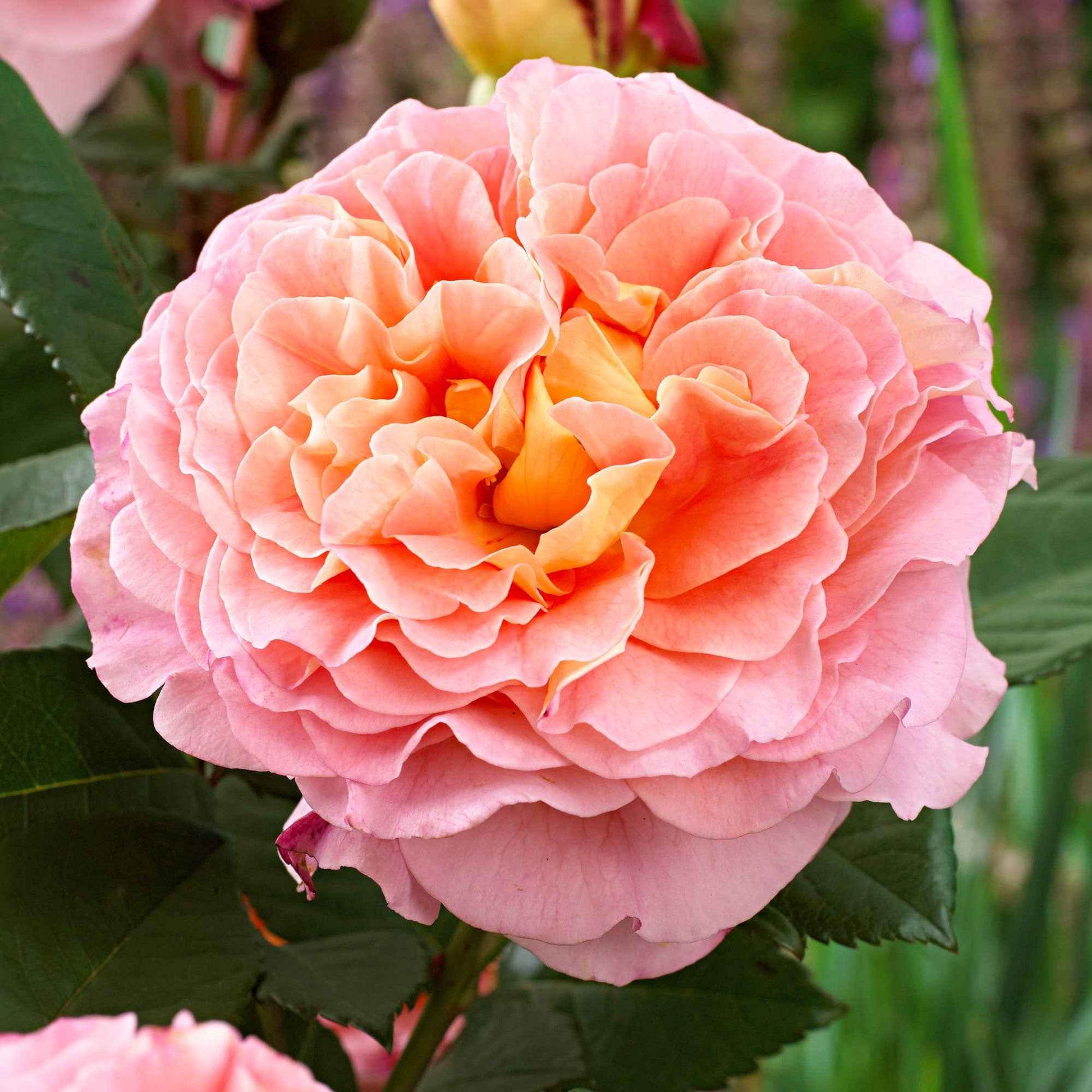 3x Rosier à grandes fleurs  Rosa 'Augusta Luise'® Orangé-Rose  - Plants à racines nues - Espèces de plantes
