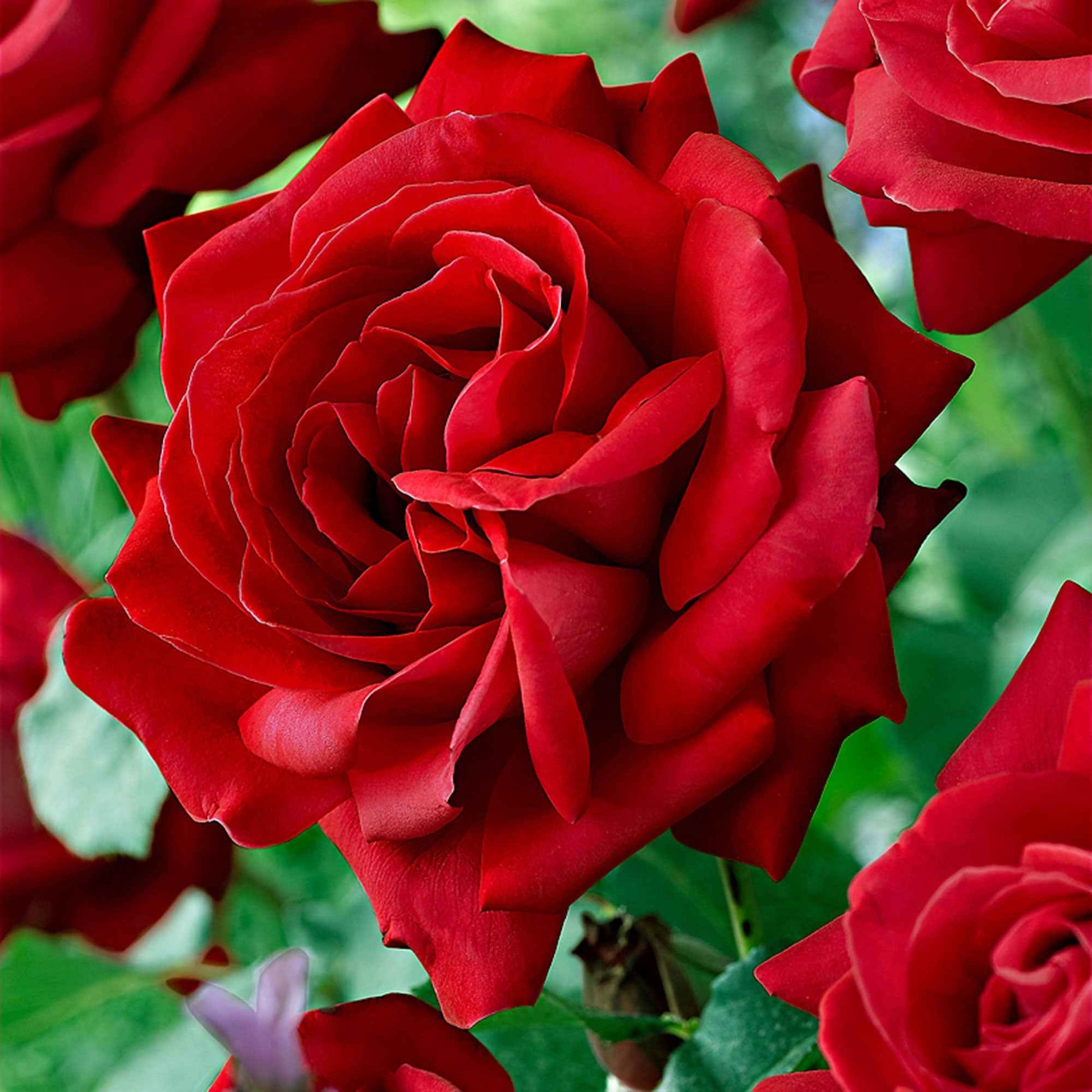 Rosier à grandes fleurs Rosa 'Dame De Coeur'® Rouge  - Plants à racines nues - Nouvelles plantes d'extérieur