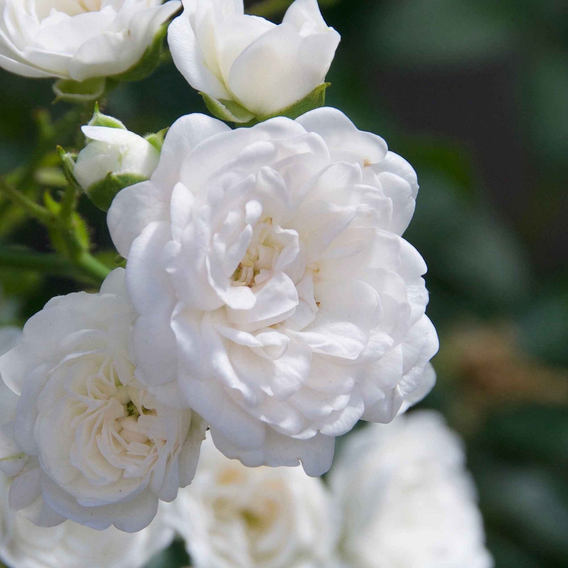 3x Rosier couvre-sol  Rosa 'Crystal Fairy'® Blanc  - Plants à racines nues - Couvre-sols