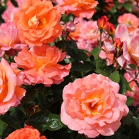 3x Rosier à grandes fleurs  Rosa 'Augusta Luise'® Orangé-Rose  - Plants à racines nues - Arbustes